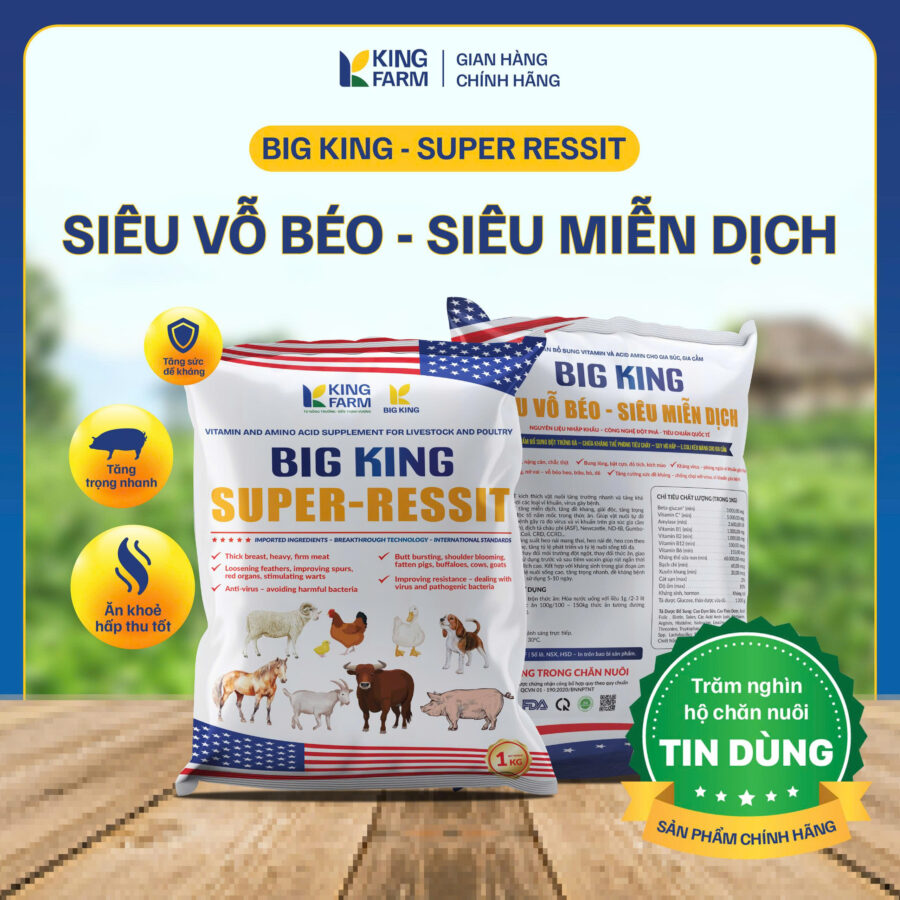 BIGKING SIÊU VỖ BÉO SIÊU MIỄN DỊCH