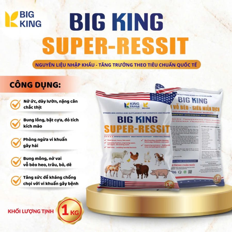 BIGKING SIÊU VỖ BÉO SIÊU MIỄN DỊCH
