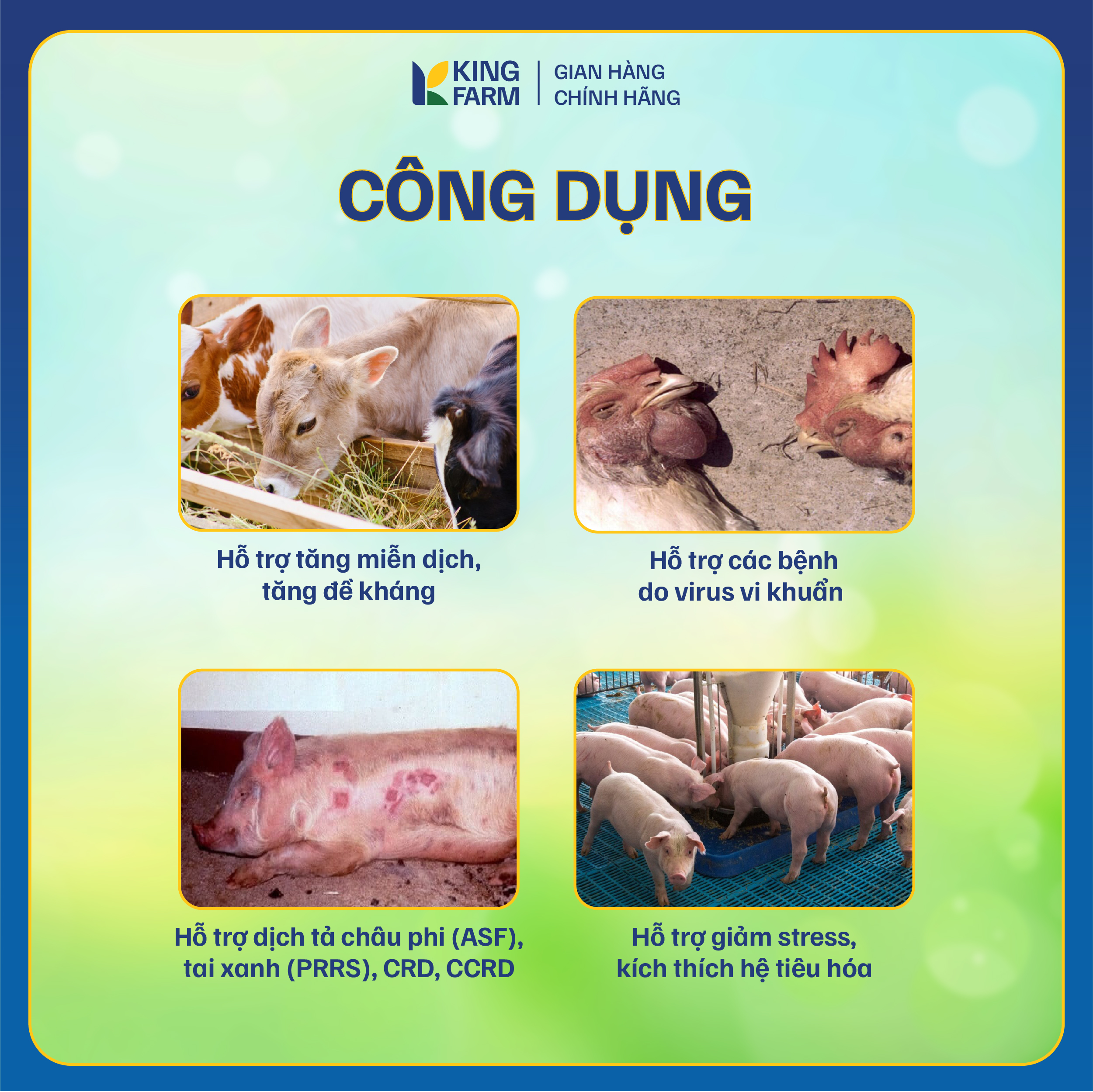 BIGKING MAX BETA GOLD - Ảnh 3