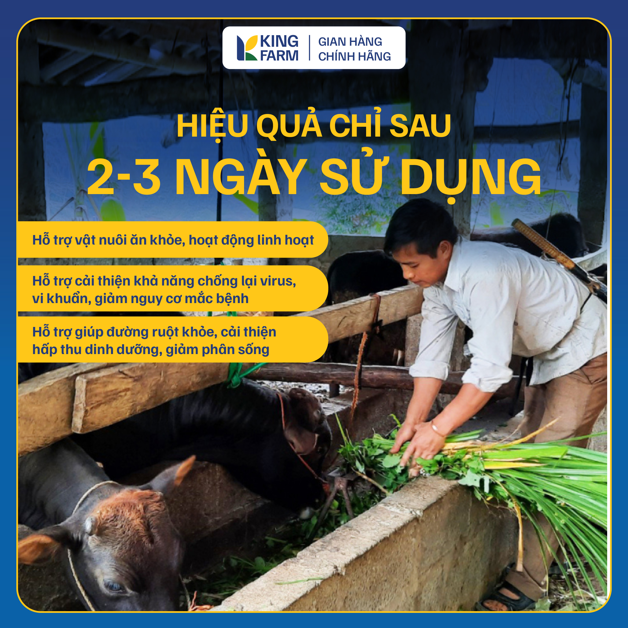 BIGKING MAX BETA GOLD - Ảnh 6